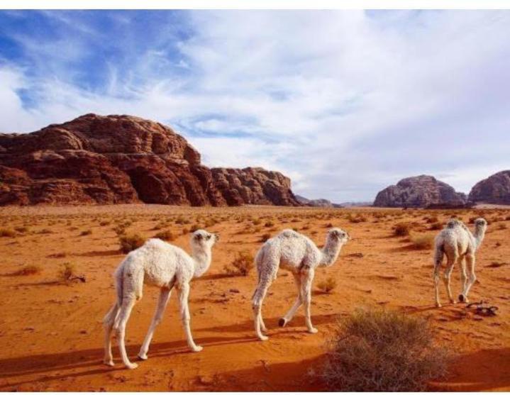 Star Magic Camp Hotel Wadi Rum Bagian luar foto